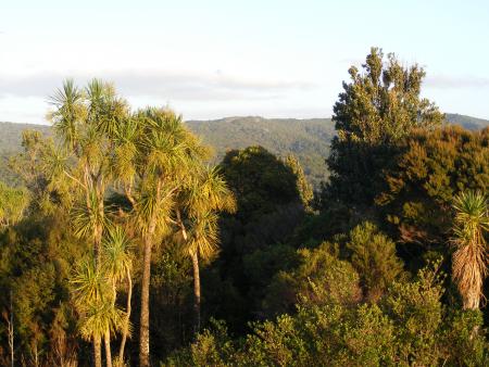 waipoua forest