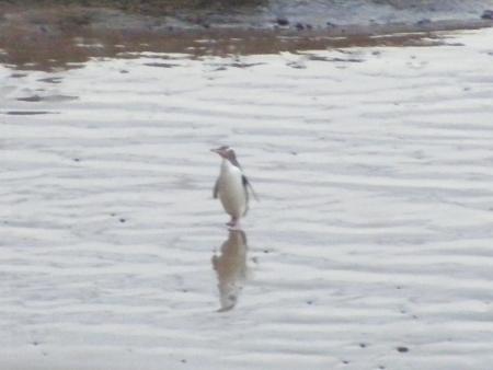 Pingouins aux yeux jaunes