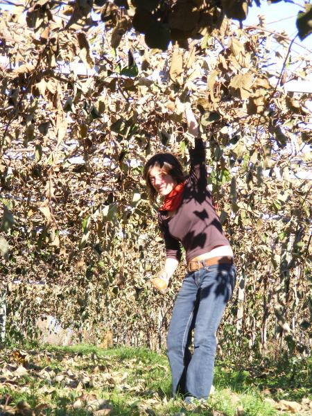 kiwi picking
