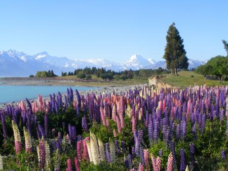 Twizel, lake pukaki, mt cook